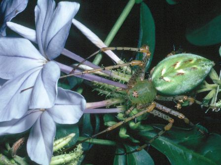 Florida Spiders: Spiders in Florida